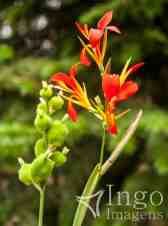 Flor de Caité