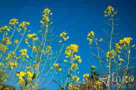 Flor de Canola