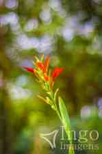 Flor de Caeté