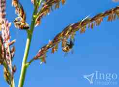 Abelhas na Flor de Milho