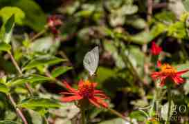 Borboleta