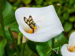 Borboleta no Copo de Leite