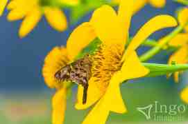 Borboleta