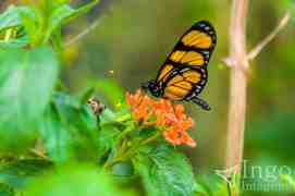 Borboleta