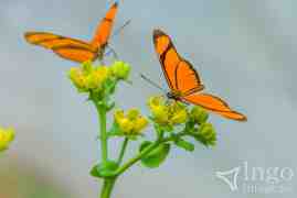 Borboleta