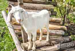 Cabrito