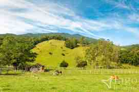 Campo com Gado