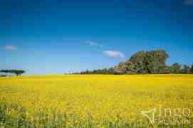 Plantação de Canola