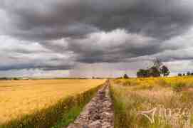 Campos de Trigo