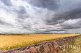 Campos de Trigo