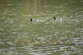 Patos no Lago Perimbó