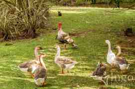 Peru, Patos e Coelhos