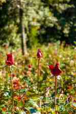 Rosas Vermelhas