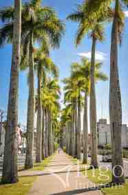 Rua das Palmeiras